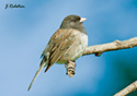 Junco hyemalis